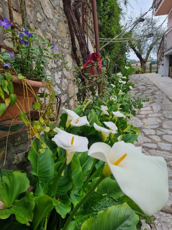Apartmán Domus Garda Garda  Exteriér fotografie
